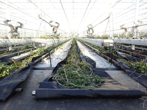 Afbeelding voor categorie Trekdoek & Kernen (TF280-290)