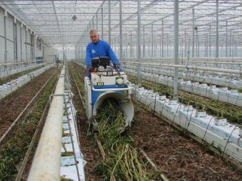 Afbeeldingen van Super Twister XL Tomatenplant Binder