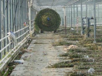 Afbeeldingen van Multiroller